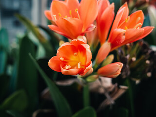 Clivia flower