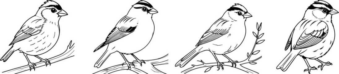 White Crowned Sparrow bird hand drawing coloring page and outline vector design