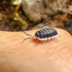 Porcellio Flavomarginatus Isopod