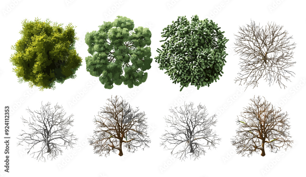 Wall mural vector illustration evergreen and dried trees Top view, detailed isolated natural elements, leaf shapes, 3d rendering transparent background png