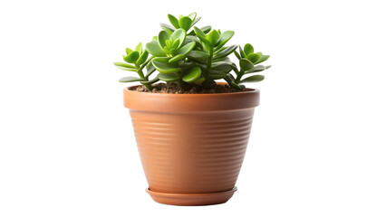 Obraz premium Potted plant on isolated background