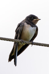 Barn Swallow (Hirundo rustica) in Turvey Nature Reserve, Dublin, Ireland – Commonly found across Europe, Asia, and Africa.