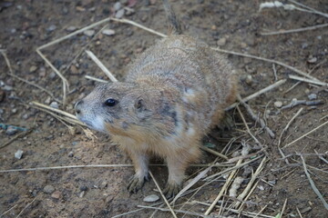 Niedlicher nordamerikanischer Präriehund, kleines Nagetier mit hübschem Gesicht, das in der Prärie des Midwest der Vereinigten Staaten von Amerika lebt; Close Up