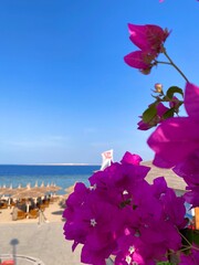 A Vibrant Beach Oasis