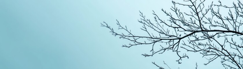 Obraz premium Minimalist photo of bare tree branches against a clear blue sky, conveying simplicity and tranquility in nature.
