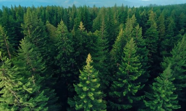 Aerial view of large pine forest 4k 24fps