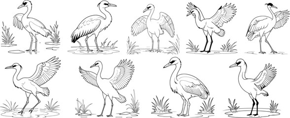 Whooping Crane bird hand drawing coloring page and outline vector design