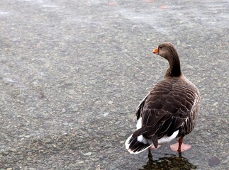 Colorful bird stand-alone background