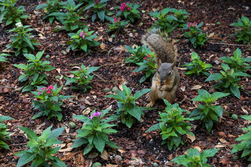 Squirrel in the flowerbed