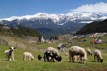 Obraz premium Flock of sheep grazing. Fundata village and Bucegi mountains in spring. Brasov, Romania