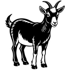 goat on white background