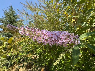 Selective focus of violet blue flower Summer lilac (Vlinderstruik) Buddleja davidii, Butterfly-bush or Orange eye is a species of flowering plant in the family Scrophulariaceae, Natural background.