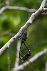 Two dragonflies on a tree branch