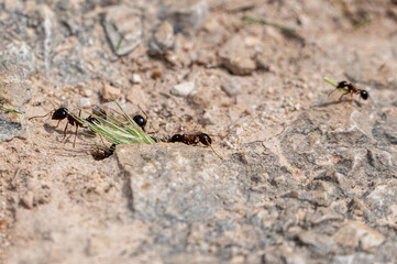 Carpenter ants, Camponotus spp, collecting leaves and grasses to take back to the nest, Milna, Brac Island, Croatia