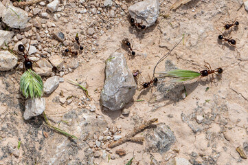 Carpenter ants, Camponotus spp, collecting leaves and grasses to take back to the nest, Milna, Brac Island, Croatia