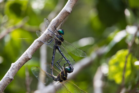 Two dragonflies on a tree branch - Powered by Adobe