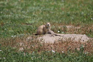 prairie dog in the grass