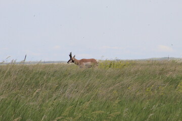 Antelope in the field
