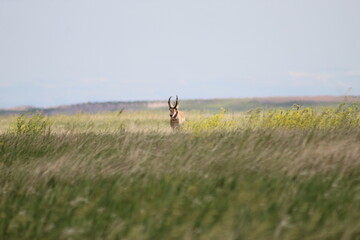 Antelope in the field