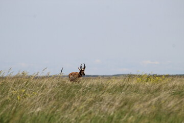 Antelope in the field