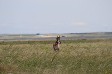 Antelope in the field