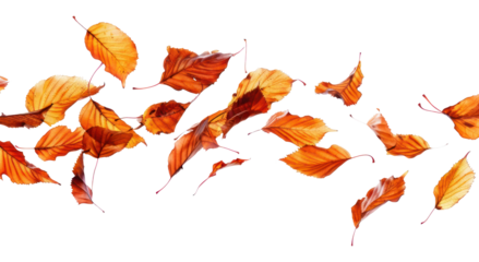 Autumn leaves on white background