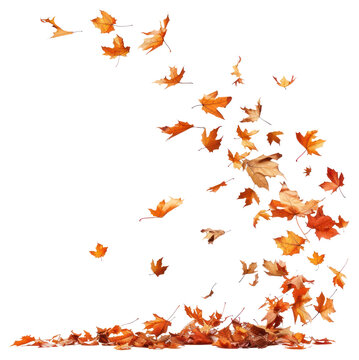 PNG  Autumn leaves blowing in wind