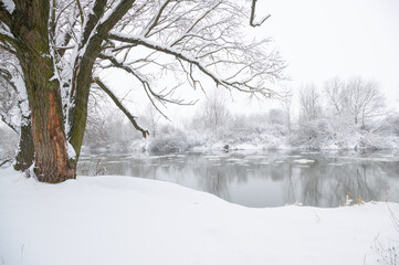Snow-covered trees on the bank of a winter river.