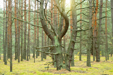 Unusual fairytale forest with bizarrely shaped trees
