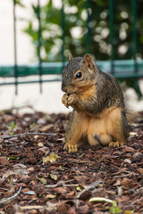 Fototapeta premium Squirrel on the ground