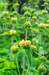 yellow phlomis flowers in garden