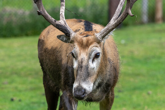 Portrait of a Pere Davids deer (elaphurus davidianus)