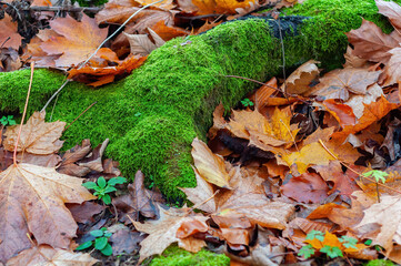 moss-covered log with autumn leaves
