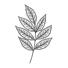 Vector autumn leaves illustration in line art style. Graphic monochrome drawing. Hand drawn floral outline sketch, engraved illustration. Design element for coloring book, tattoo, logo, icon, label