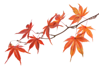 Vibrant autumn maple leaves branch