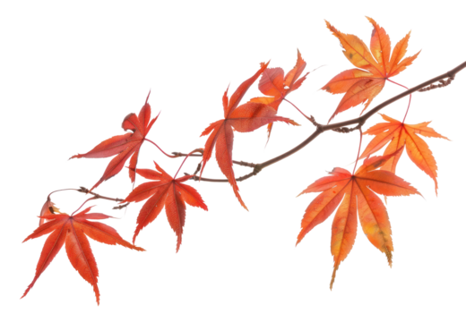 Vibrant autumn maple leaves branch - Powered by Adobe