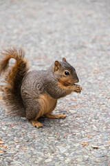 Squirrel on the ground