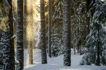 Fototapeta premium Forest in winter wonderland