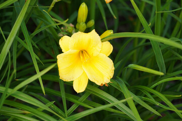 Close up of one blooming yellow flower of Stella D'Oro, Daylily. Green leaves and buds background....