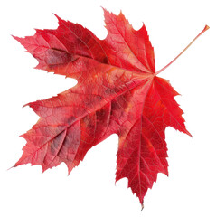 PNG  Vibrant red maple leaf isolated