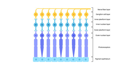 Retina structure poster