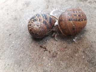 snail on the ground