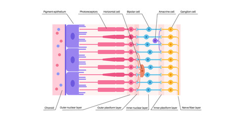 Retina structure poster