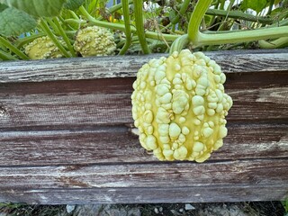 A yellow warty ornamental gourd hangs down from a piece of wood in the garden. A yellow and fresh warty ornamental gourd in an organic home garden.