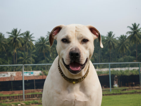 Young white cream asian pakistani indian bully kutta molosser bulldog dog on cloudy day with blue sky on clear spacious green grass terrain kennel breeding facilities background.