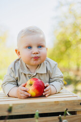 Fototapeta premium A 10-month-old baby sits in nature and eats an apple. Little boy eats fresh fruit.