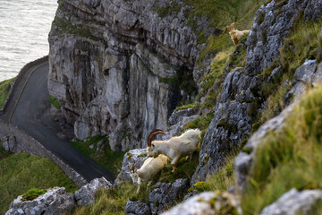 Mountain goats on the sea cliffs of the Great Orme, Wales