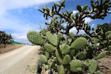 Cactus. Dry region in Mexico