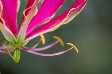 緑背景のグロリオサ
