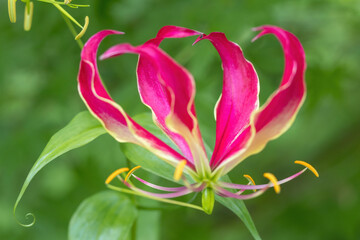 緑背景のグロリオサ